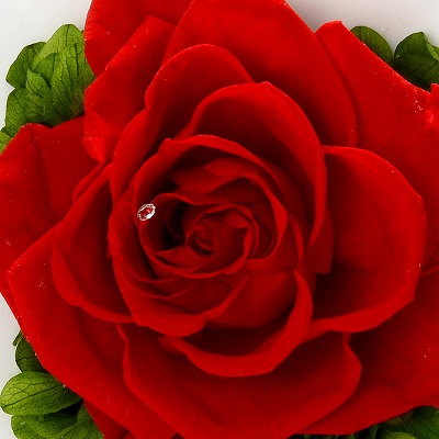 お祝い ローズ プリザーブドフラワー レッド